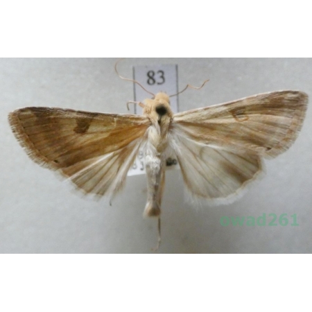 Heliothis peltigera (Denis & Schiffermüller, 1775) Iran83